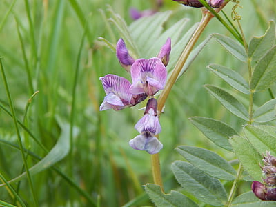 floare sălbatică, violet, închide, primavara, iarba de munte mazăre
