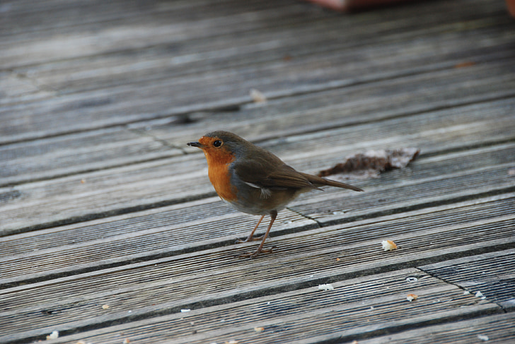 pájaro, invierno, Robin, terraza