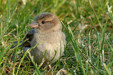grå, brun, Sparrow, forbipasserende domesticus, fuglen, gresset, en dyr