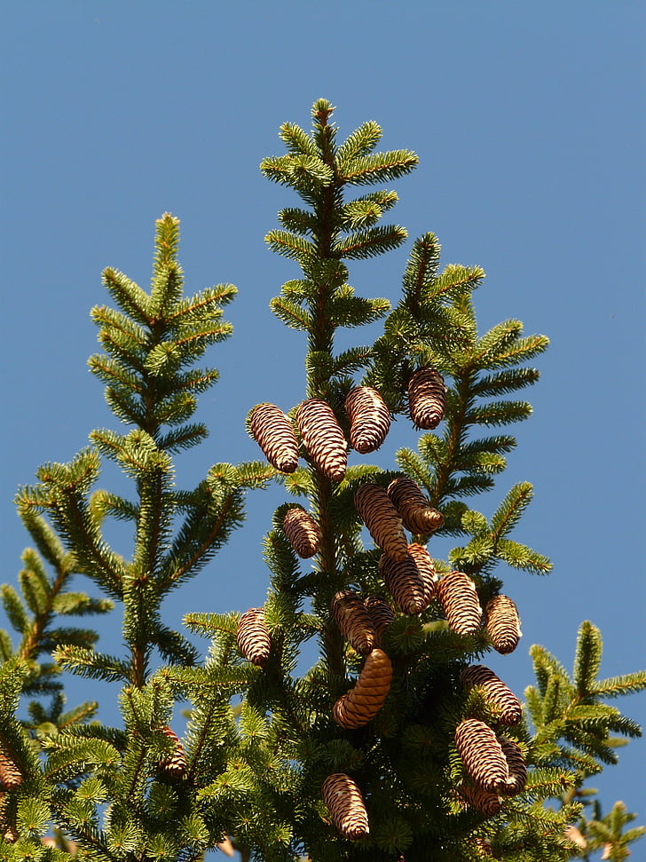 männikäbid, Koputage, puu, okaspuu, ühise kuuse, Picea abies, punane kuusk