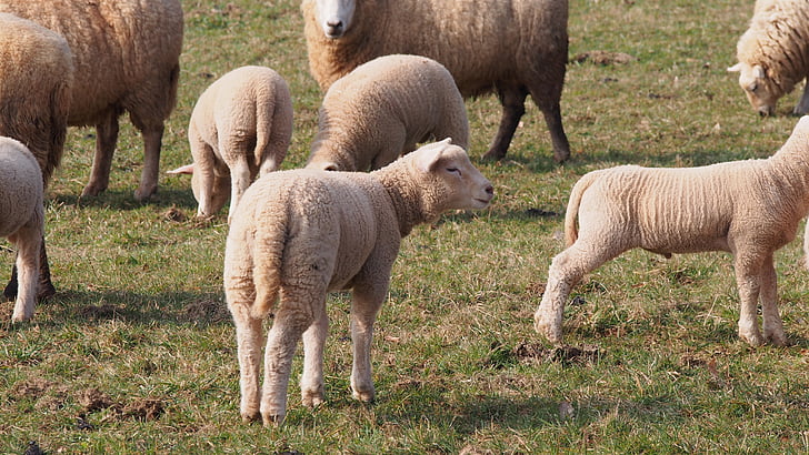 avių, ėriukai, ėriena, pieva, Velykų, pavasarį, vilnos