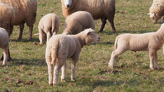 羊, 子羊, ラム, 草原, イースター, 春, ウール