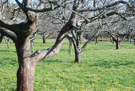 Orchard, äppelträd, trädgård, träd, tidigt på våren, Apple, gård