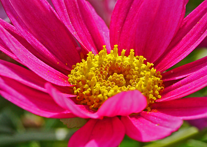 Marguerite, jar, kvet, kvet, stredný, centrum, apríla
