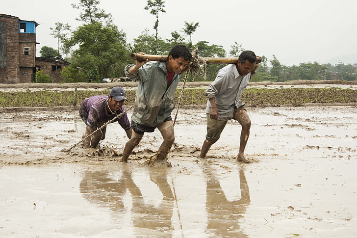 human efforts, men at work, mud, seeding, water, splashing, agriculture