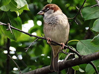 sparrow, bird, close, feather, plumage, tree, leaves