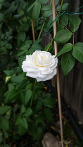 white rose, rose-bush, plant, blooming, flower, nature