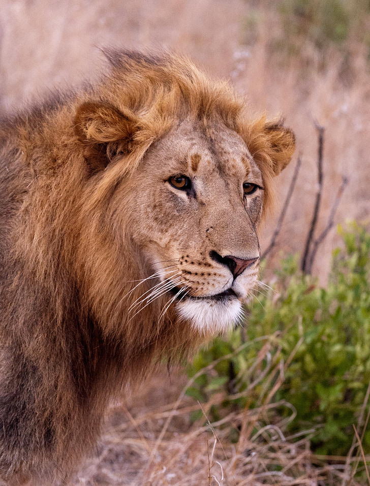 løve, Sør-Afrika, Savannah, løve - feline, dyreliv, undomesticated katten, rovdyr