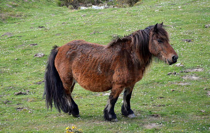 pottok, cavalo dos Pirinéus, cavalinho de Basco
