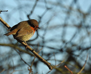 pájaro, Robin, naturaleza, flora y fauna, lindo, invierno, rama