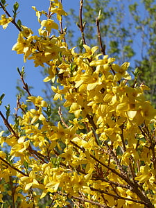 escoba, flores, amarillo, cielo, Bush, primavera, jardín