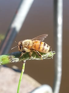 bug, έντομο, μύγα, ταξιανθία, φύλλο, Hoverfly, το καλοκαίρι