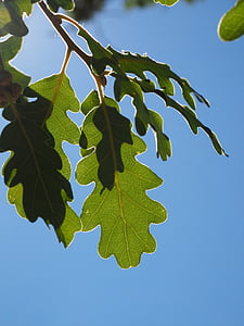 foglie, foglie di quercia, argentea, splendente, bordo d'argento, luce, luce posteriore