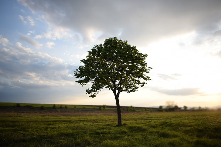 strom, louky, tráva, Příroda, venku, obloha, krajina