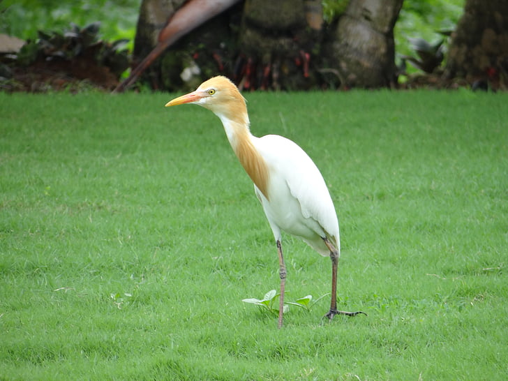 dobytok egret, vták, Beluša, biela, krásny, Karnataka, India