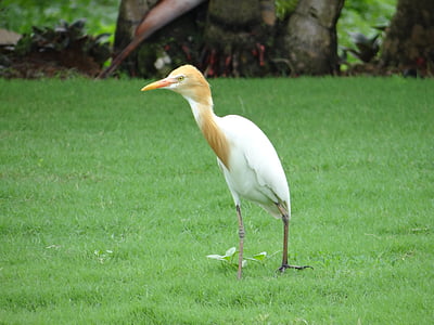cattle egret, bird, egret, white, beautiful, karnataka, india