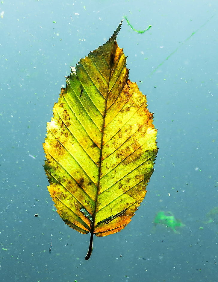 Есен, листа, златна есен, лист във водата, листа, настроение, есенните цветове