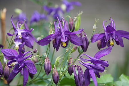 flowers, iris, dark purple, spring, nature, purple, flower