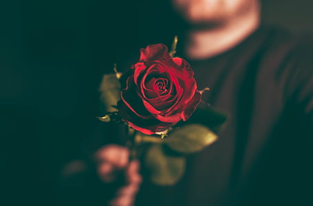 επιλεκτική, εστίαση, φωτογραφία, κόκκινο, τριαντάφυλλο, λουλούδι, πέταλο