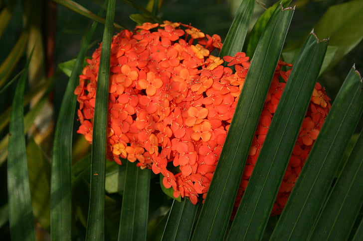 orange flower, hydrangea, green leaves, hidden