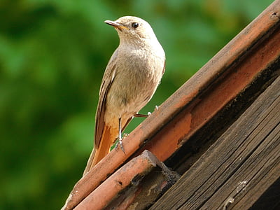 Žltochvost къща, phoenicurus ochruros, птица, малка птичка, на покрива на, женски
