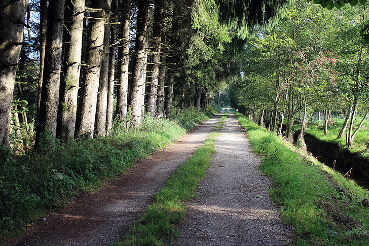 bosque, distancia, sendero del bosque, manera comercial, naturaleza, Lane, senderismo