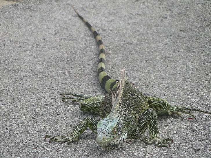 iguana, animale, reptilă