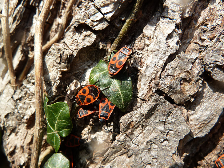 tree, beetle, insect, log