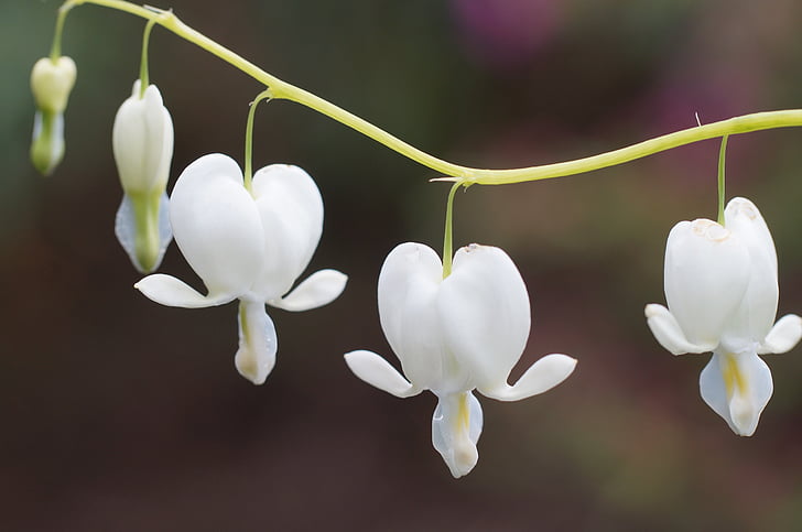 dicentra white, bleeding heart, plant, nature, flower, petal, close-up