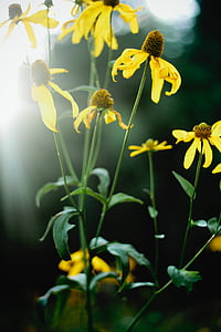Tutup, gambar, hitam, bermata, Susan, bunga, bunga matahari