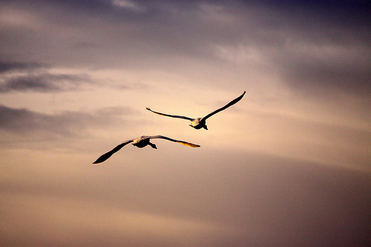 nature, birds, swans