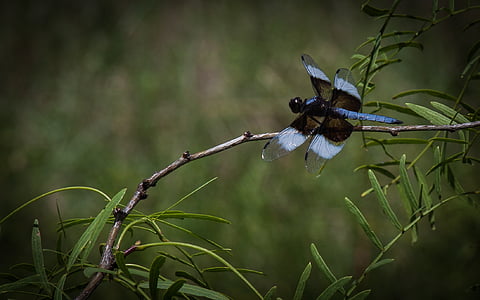 Dragonfly, insect, natuur, zomer