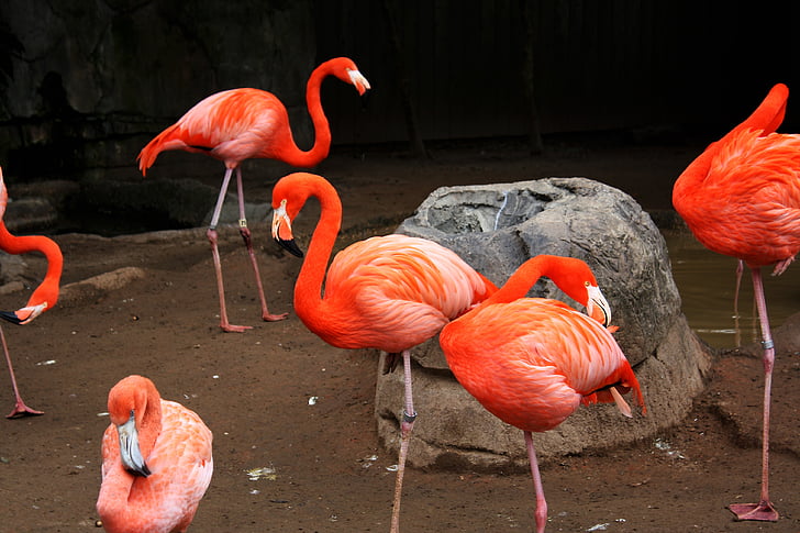 Flamingi, putns, muša, spārni, spalva, savvaļas dzīvnieki, knābis