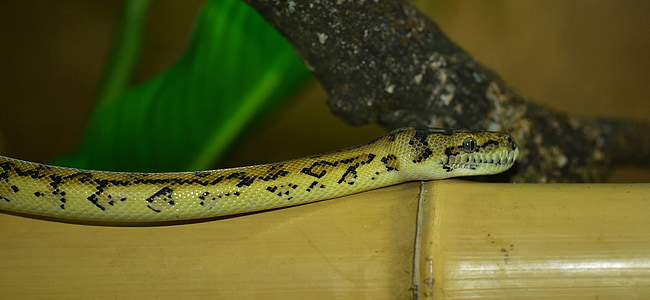 snake, carpet python, wild animal, animal world, nature, scale, pattern