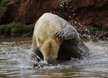 urso polar, Branco, urso, polar, mamífero, animal, vida selvagem