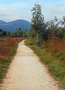 trail hiking trail, heide, birch, heather, heathland, nature