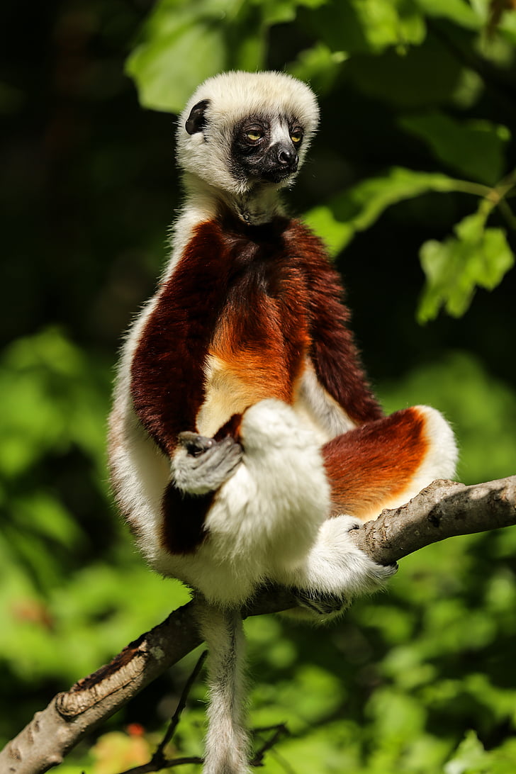 Lemur, sifaka de Coquerel, sifaka, Madagascar, propitheus, Centro de Duke lemur, Durham