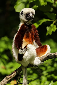 Lemur, Coquerel's biała, Biała, Madagaskar, propitheus, książę lemur centrum, Durham