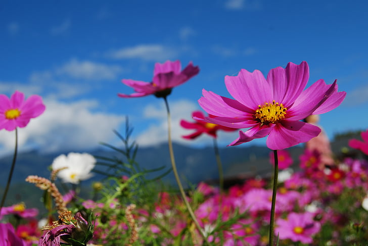 bunga, Cosmos, langit biru, ungu, bunga, warna pink, tanaman