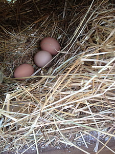 quả trứng, chăn nuôi gia cầm, hữu cơ