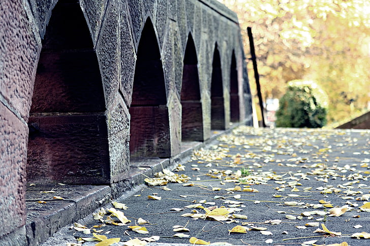 Ponte, autunno, foglie, foresta, trueb, stato d'animo, acqua