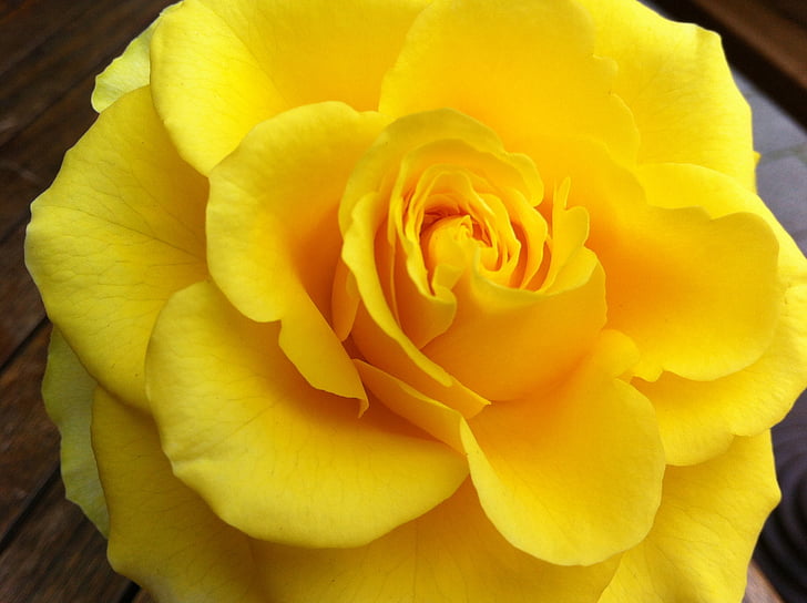 steg, gul, natur, Rosen blomstrer, Luk, Fragrance, Bloom