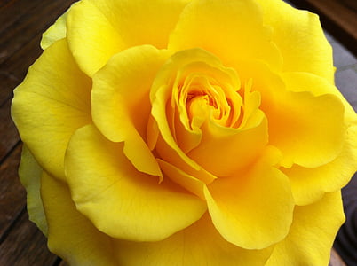 Rose, rumena, narave, vrtnice cvet, blizu, dišave, cvet