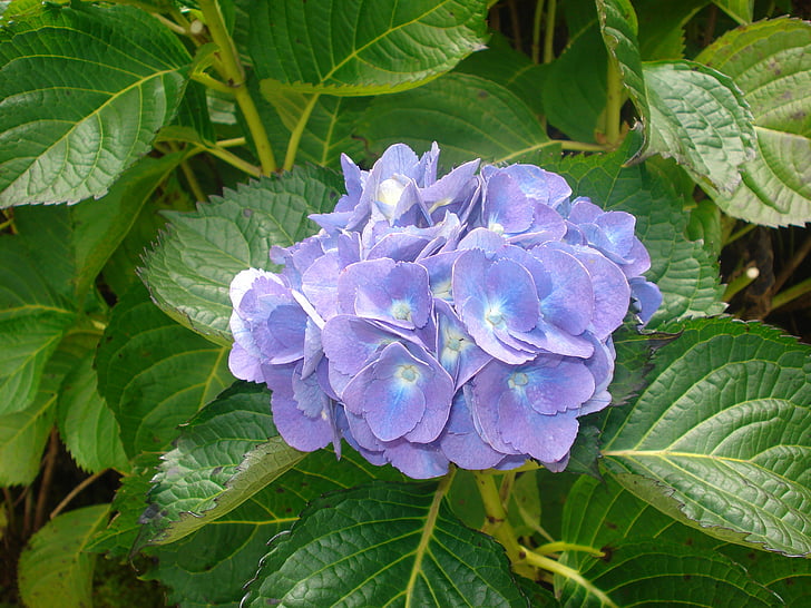 Hortensia, flor, azul, naturaleza, planta