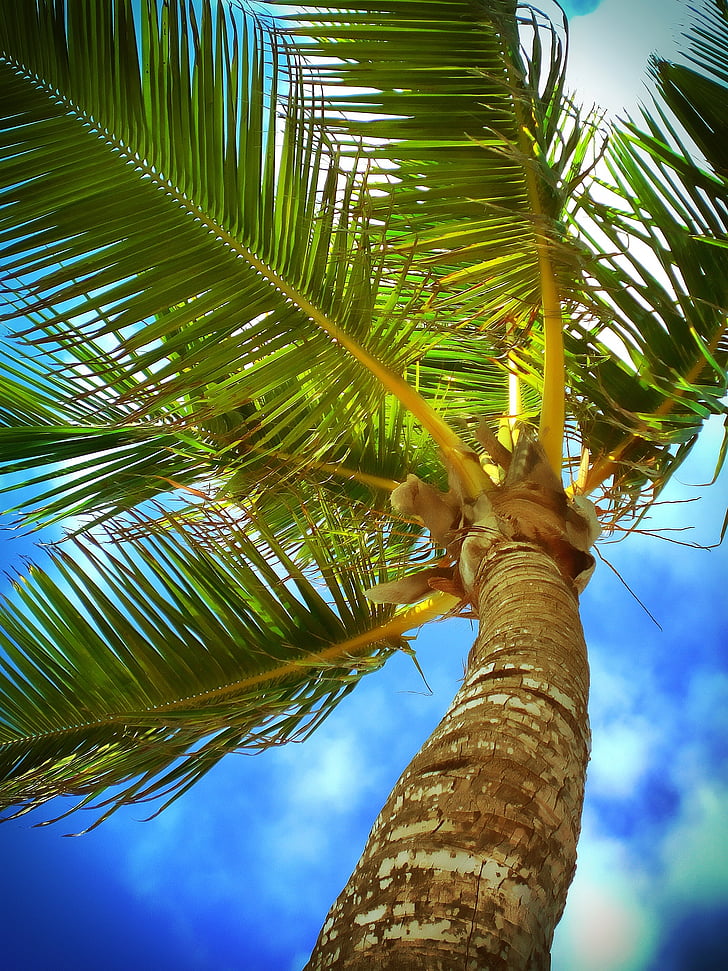 strand, Caraïben, wolken, kust, kokosnoot, Kleur, exotische