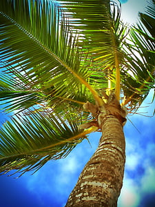 spiaggia, Caraibi, nuvole, Costa, noce di cocco, Colore, esotici