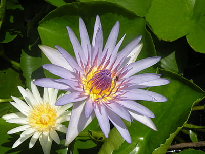 lotus, water plant, blossom, flower, petal, plant, nature