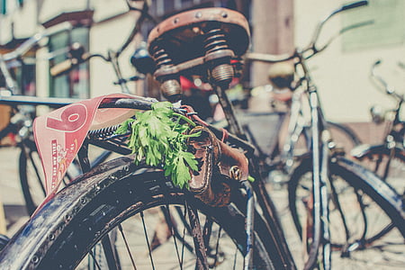 dviratis, padangų, senas, aprūdijęs, žalia, lapai, odos