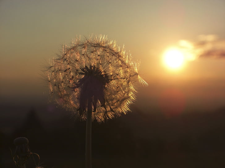 Dandelion, matahari terbenam, kembali cahaya, tanaman, terbang benih, musim panas, alam