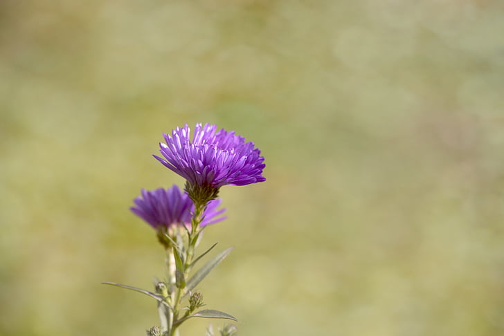 asters, herbstastern, fald asters, asters, blomster, lilla lilla blomster, natur